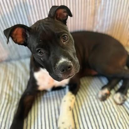 Georgia, Adoptable, Puppy Female Pit Bull Terrier.