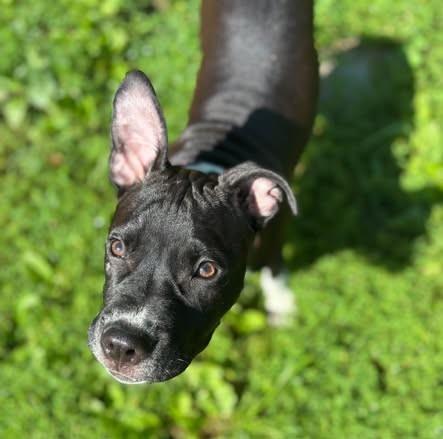 Enlarge Georgia, a Adoptable mixed breed in Albany, NY image 2/6
