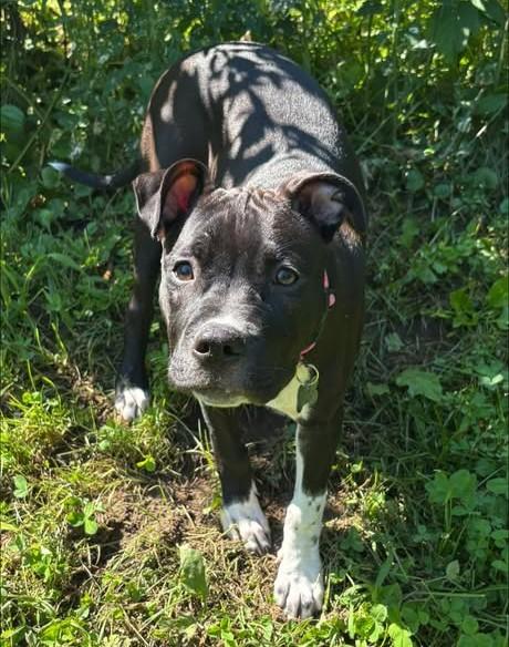 Enlarge Georgia, a Adoptable mixed breed in Albany, NY image 4/6