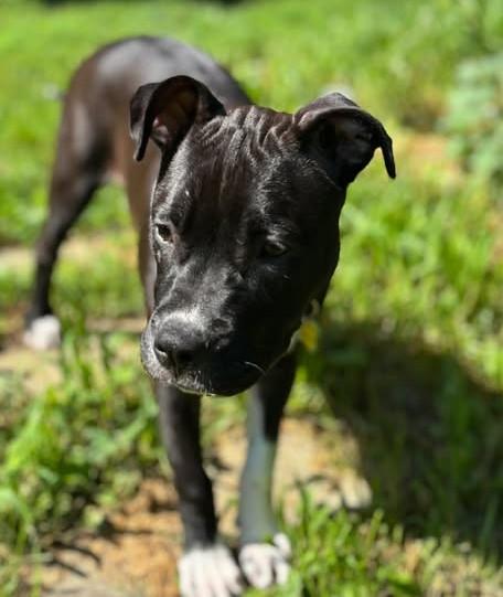 Enlarge Georgia, a Adoptable mixed breed in Albany, NY image 5/6