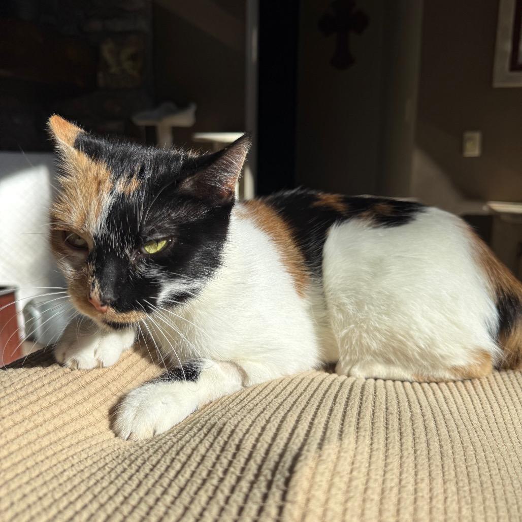 Mantis, Adoptable, Young Female Domestic Short Hair.