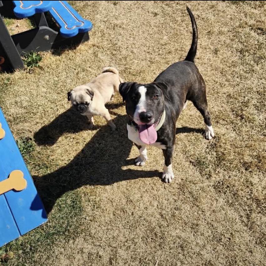 Enlarge Eowyn, a Adoptable Bull Terrier in Kanab, UT image 1/5