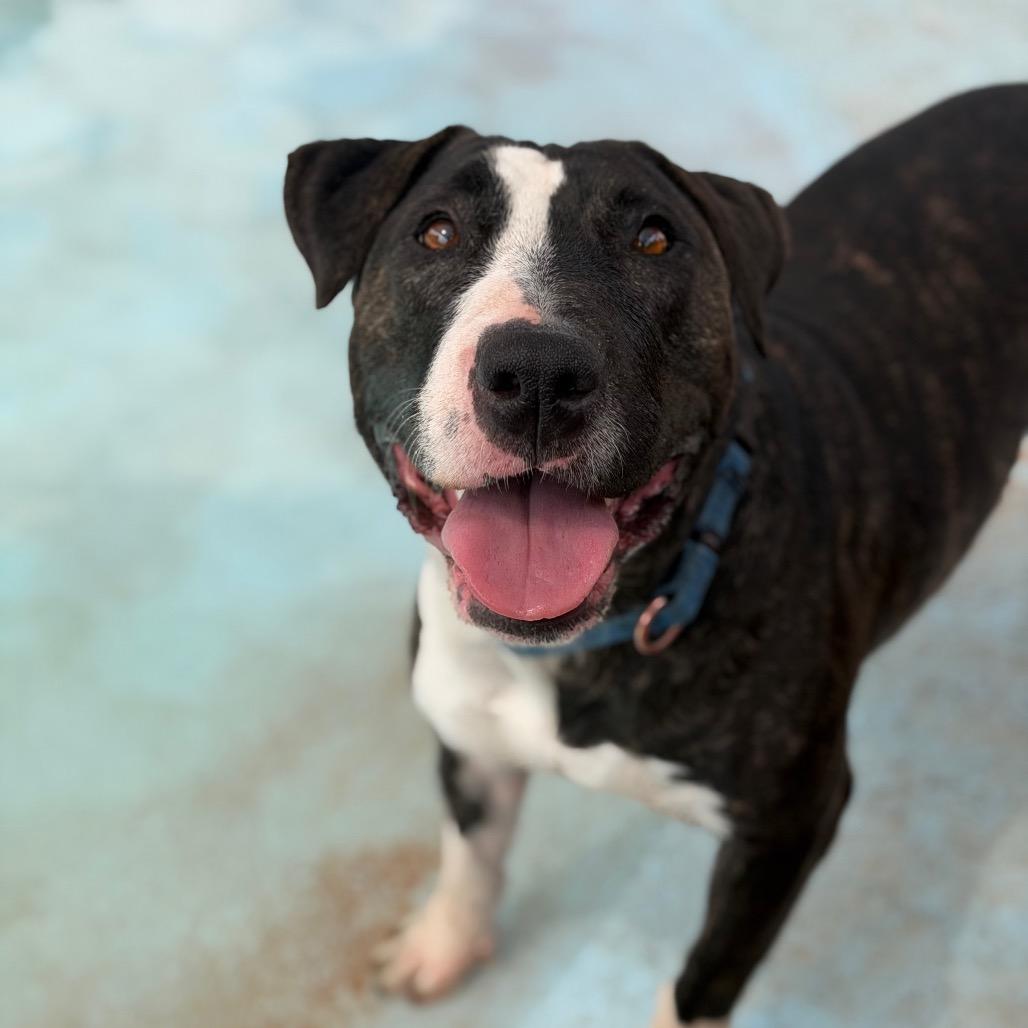 Enlarge Eowyn, a Adoptable Bull Terrier in Kanab, UT image 2/5