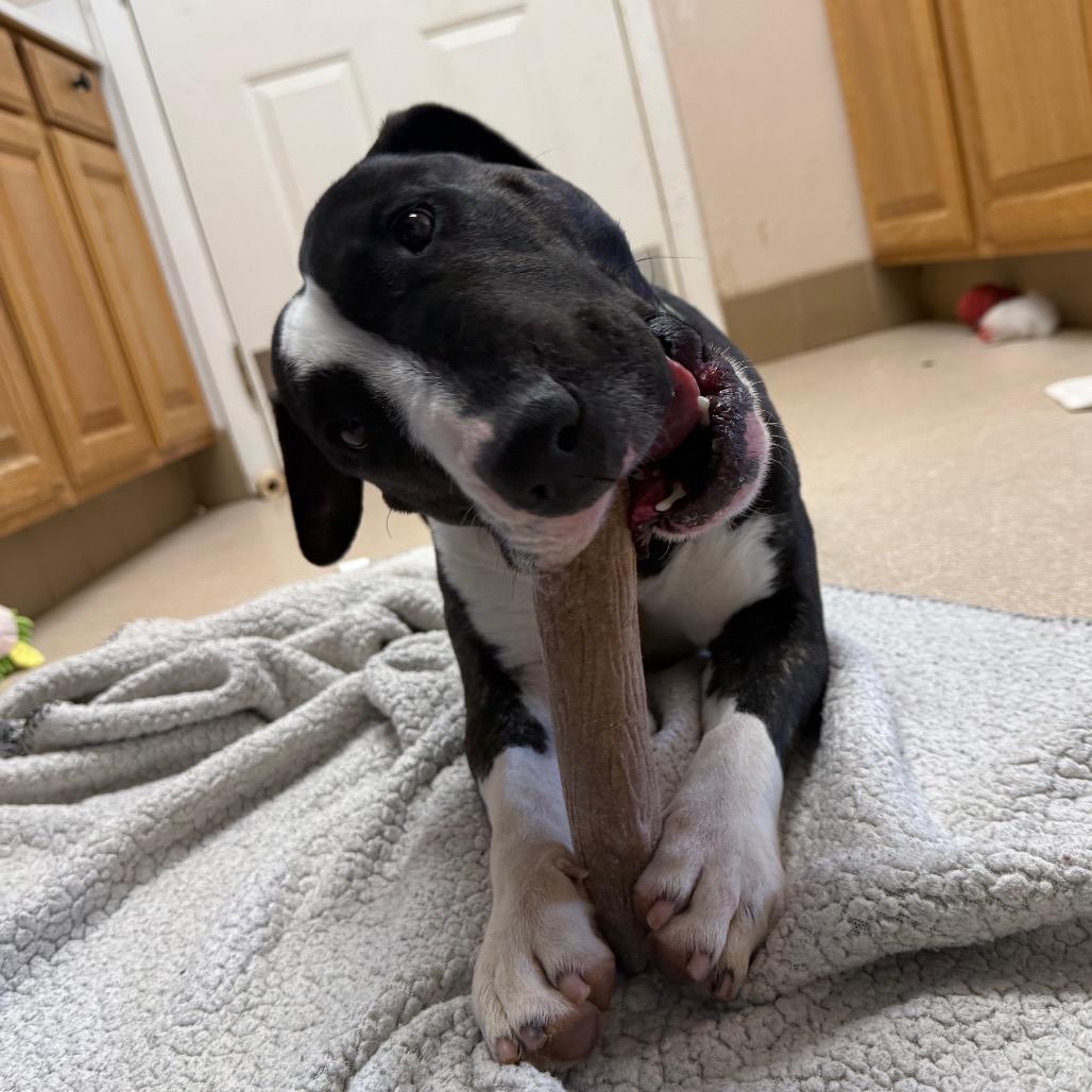 Enlarge Eowyn, a Adoptable Bull Terrier in Kanab, UT image 3/5