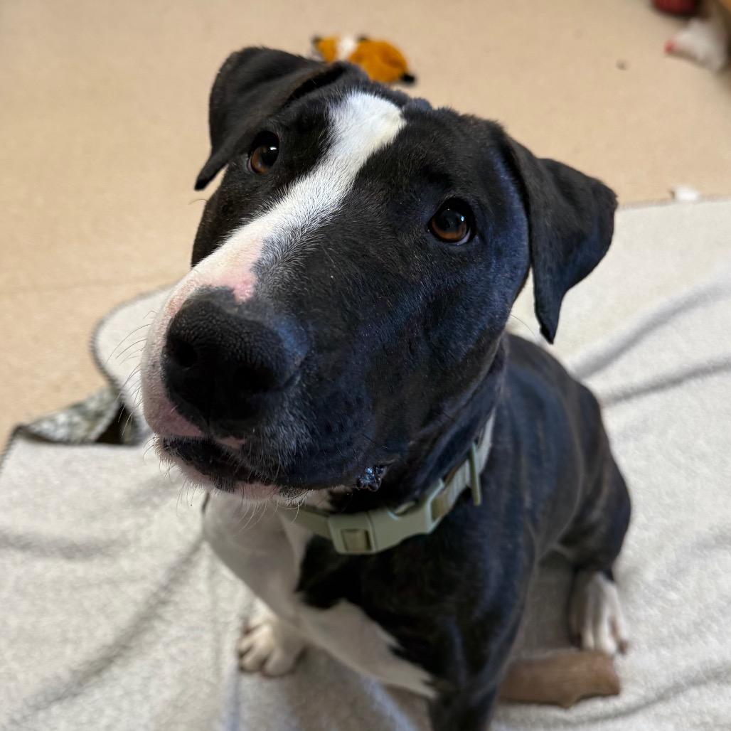 Enlarge Eowyn, a Adoptable Bull Terrier in Kanab, UT image 4/5