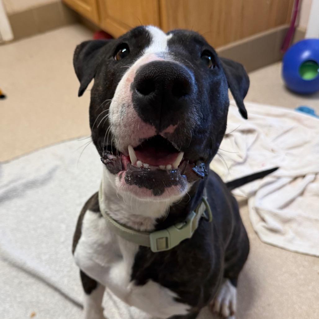 Enlarge Eowyn, a Adoptable Bull Terrier in Kanab, UT image 5/5