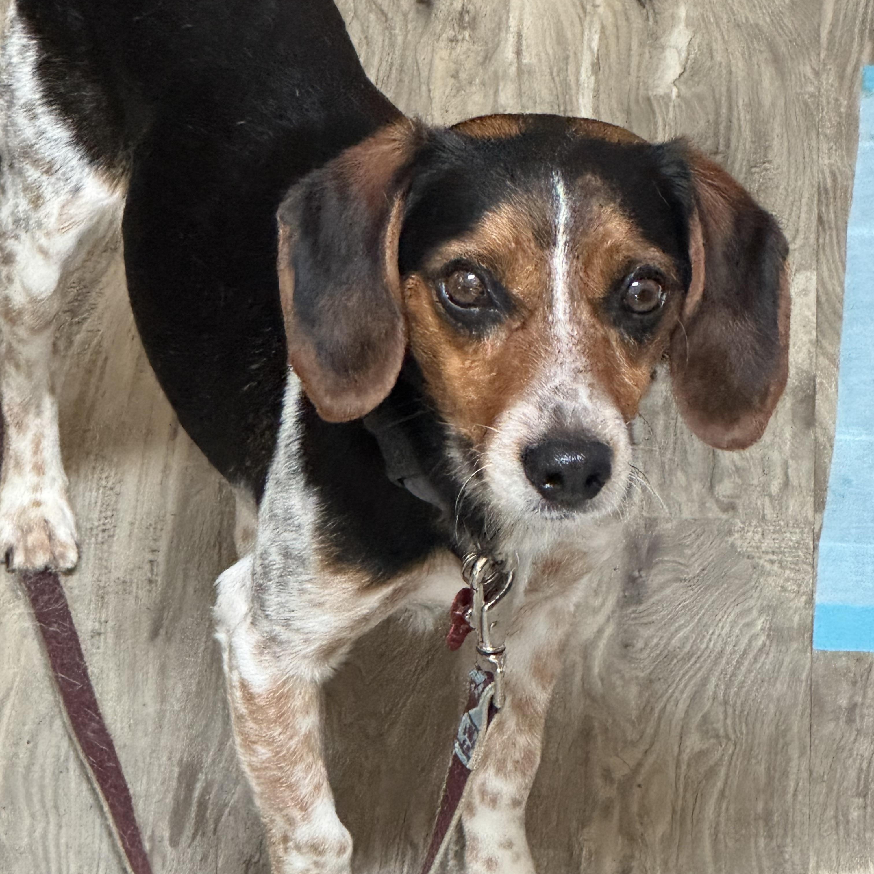 Sherlock, adopted, Young Male Beagle.