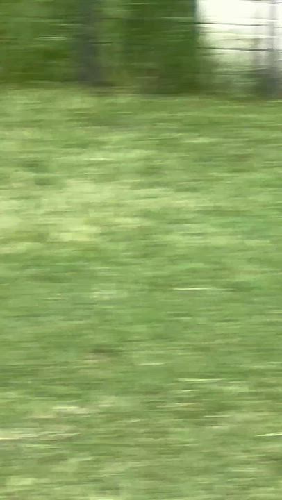 Enlarge Sherlock, an adopted Beagle in Grandy, NC video 2/2