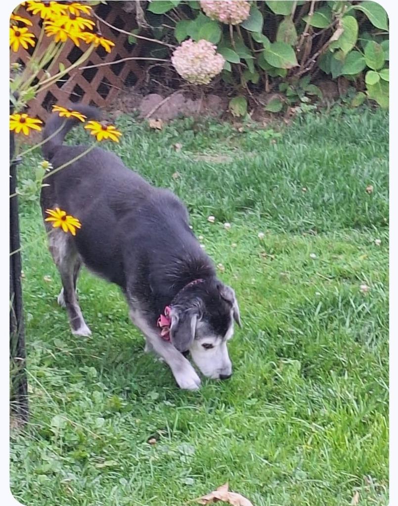 Tucker **courtesy listing**, Adoptable, Senior Female Affenpinscher.