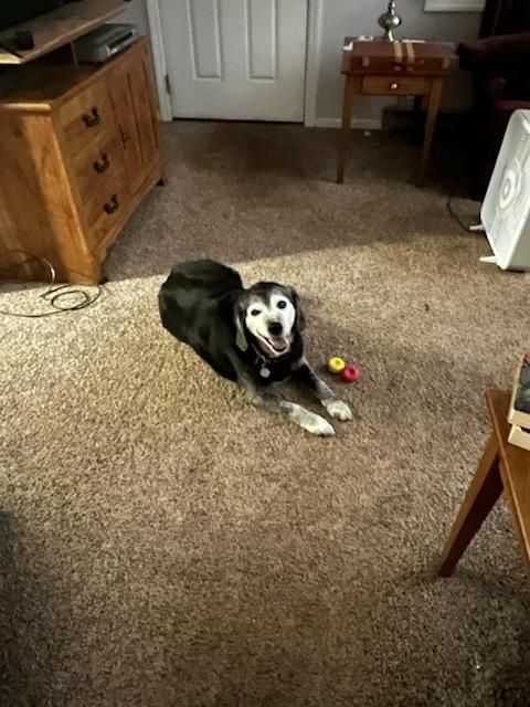 Tucker **courtesy listing**, Adoptable, Senior Female Affenpinscher.