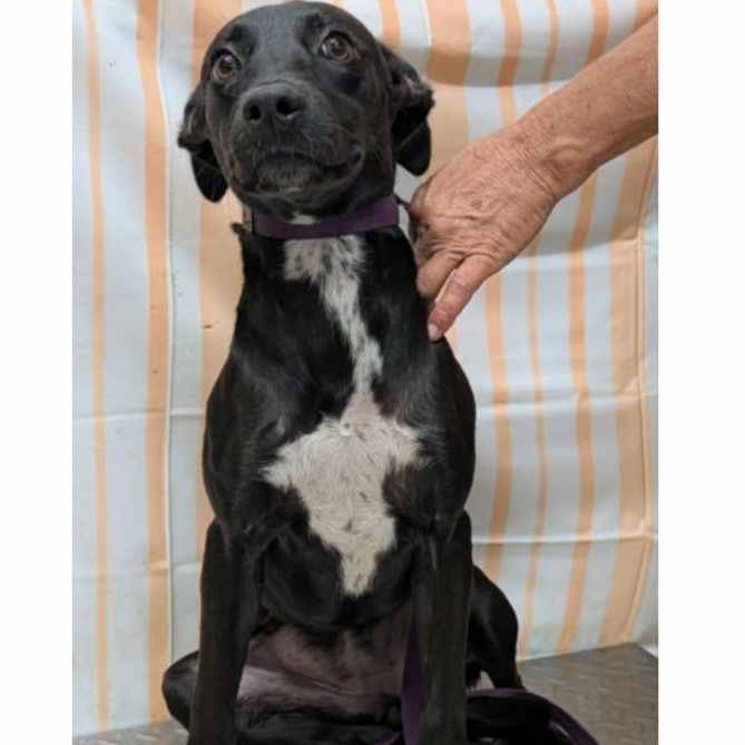 Enlarge Grace, a Adoptable Mixed Breed in Hazard, KY image 1/1