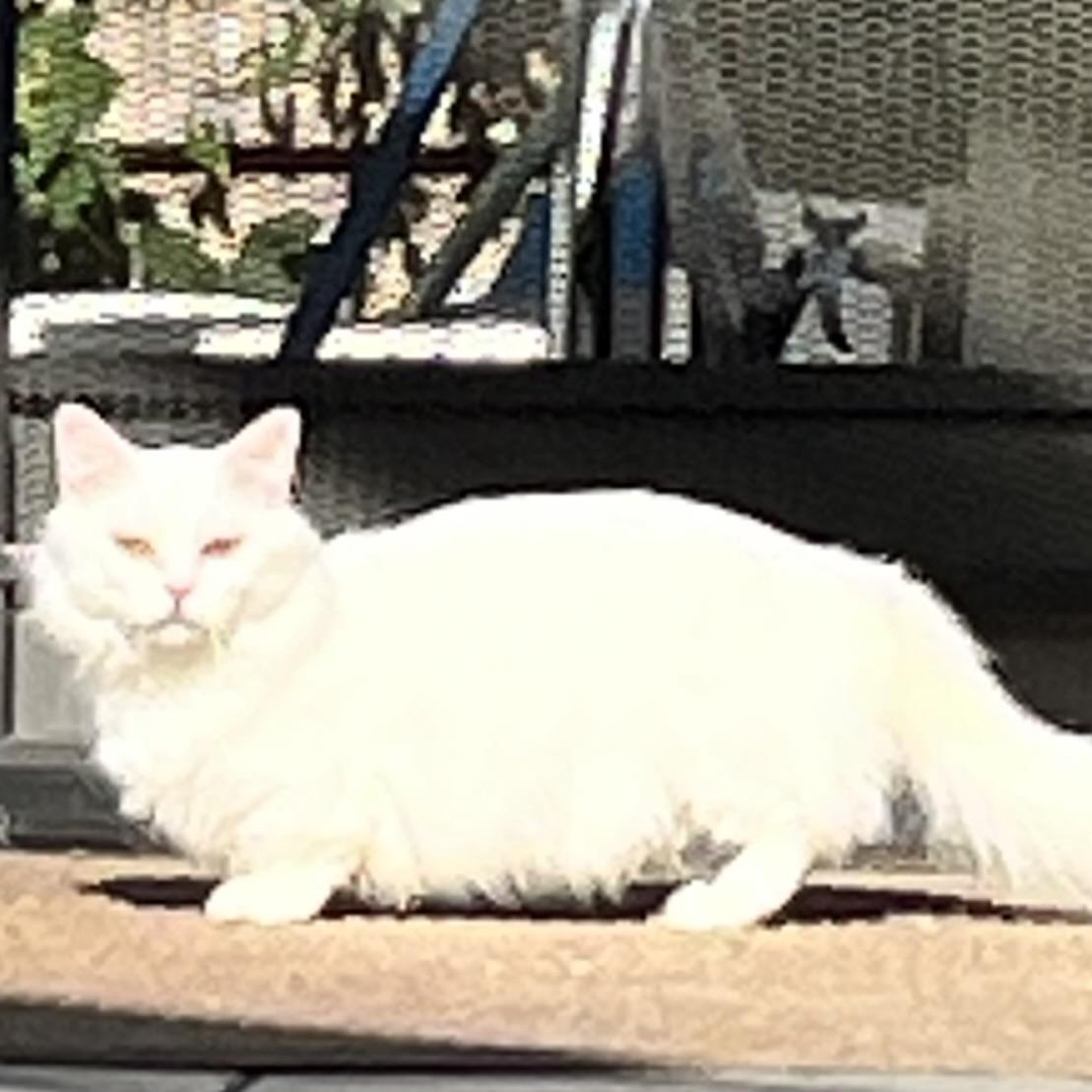Enlarge Snowy (and Poppy), a Adoptable Munchkin in Sarasota, FL image 2/3