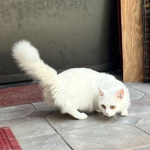 Enlarge Snowy (and Poppy), a Adoptable Munchkin in Sarasota, FL image 3/3