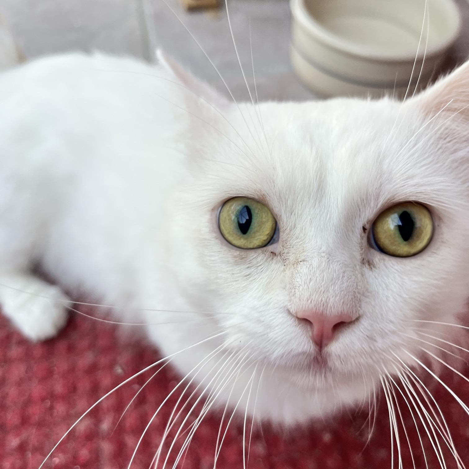 Enlarge Snowy (and Poppy), a Adoptable Munchkin in Sarasota, FL image 1/3