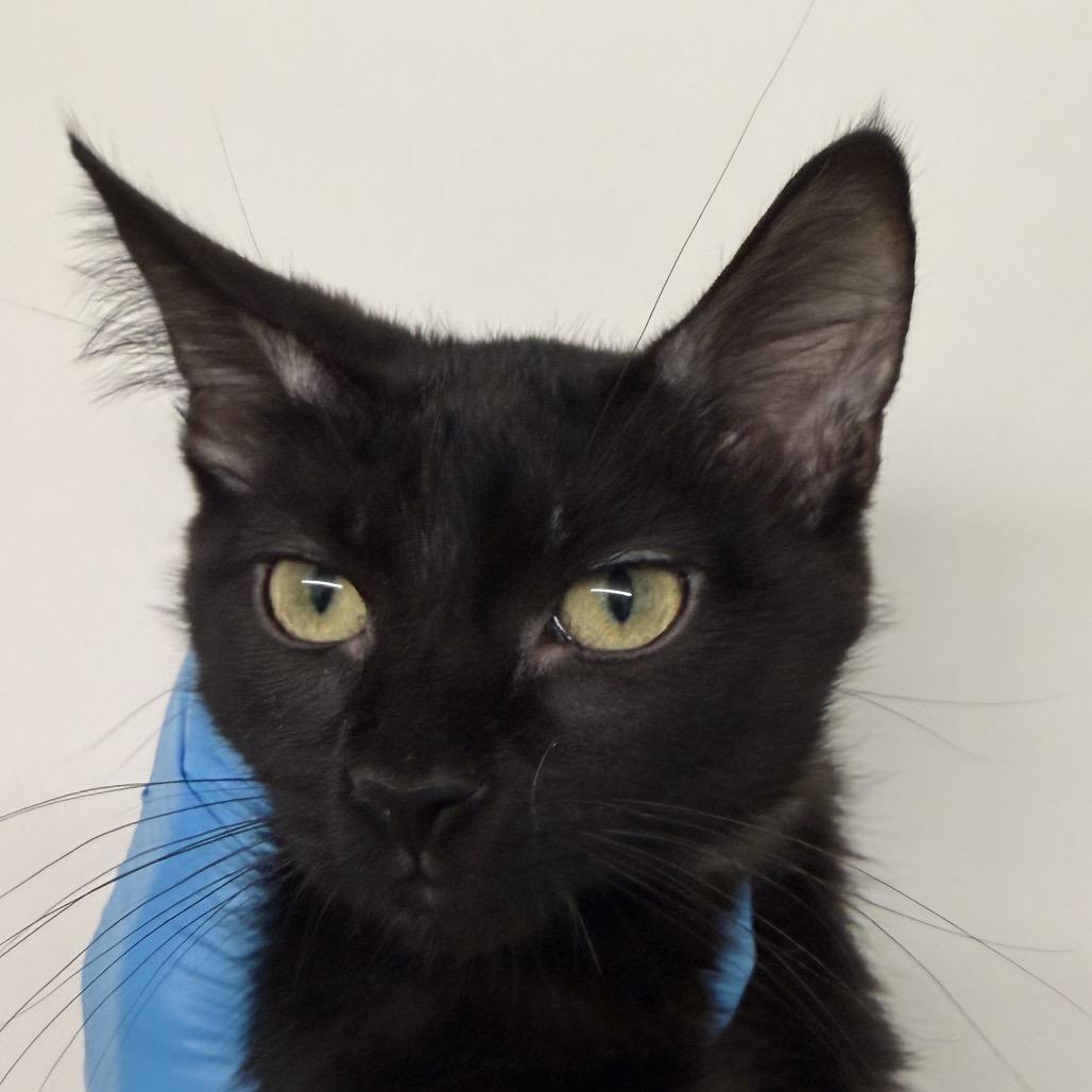 Sprinter, Adoptable, Kitten Female Domestic Short Hair.