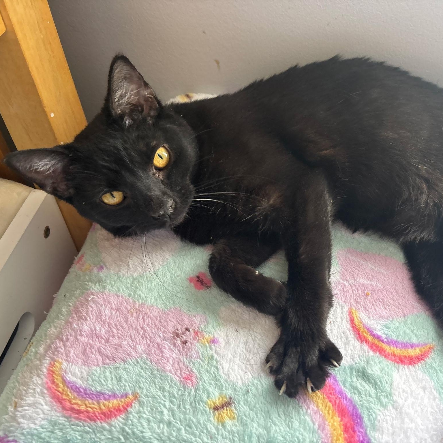 Enlarge Sylvie, an adopted Domestic Short Hair in Lewis Center, OH image 4/5