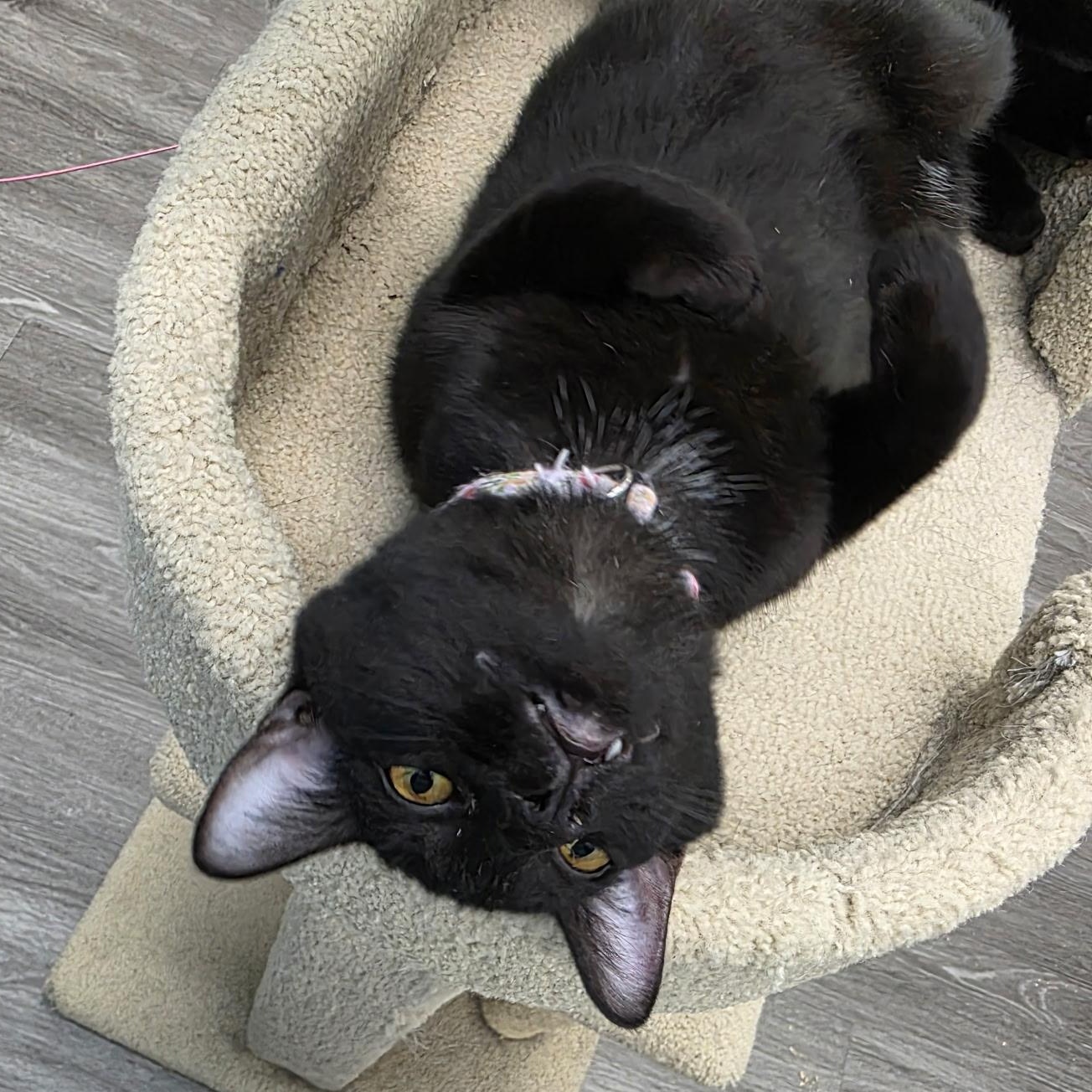 Enlarge Sylvie, an adopted Domestic Short Hair in Lewis Center, OH image 5/5