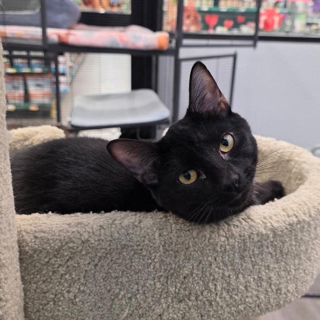 Enlarge Sylvie, an adopted Domestic Short Hair in Lewis Center, OH image 1/5