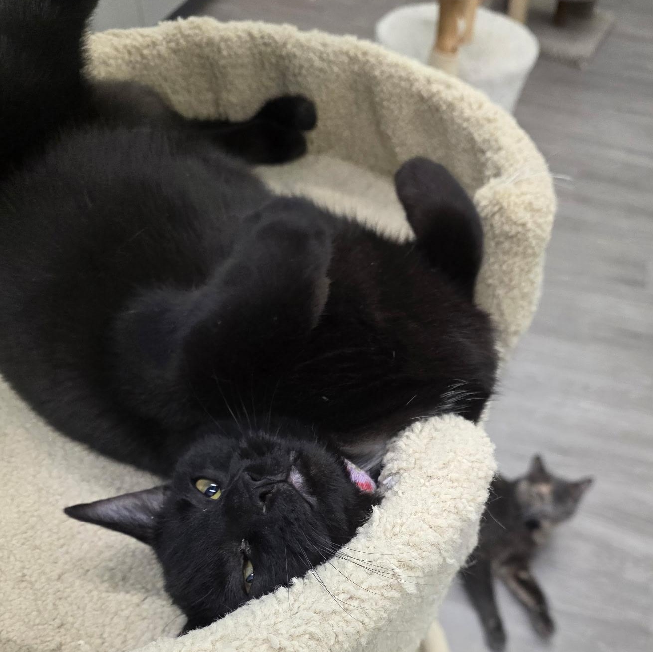 Enlarge Sylvie, an adopted Domestic Short Hair in Lewis Center, OH image 2/5