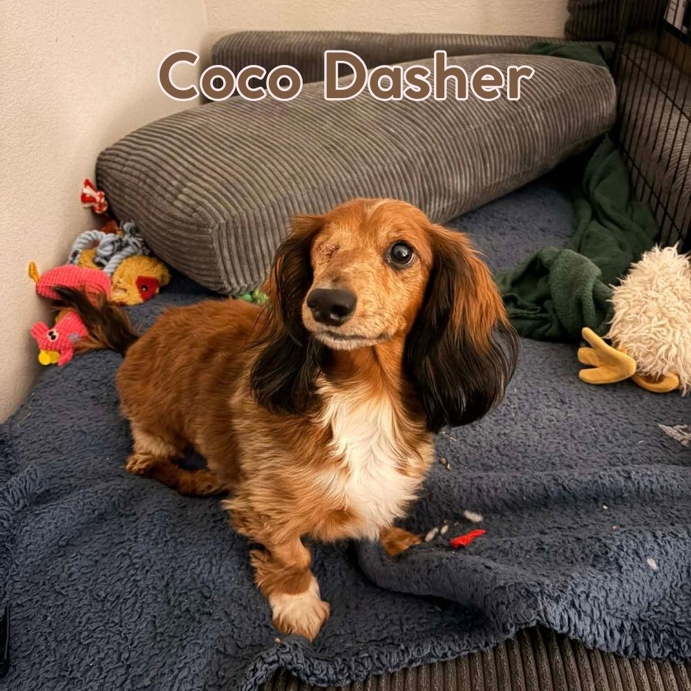 Enlarge Coco Dasher, a Adopted Dachshund in San Antonio, TX image 1/3