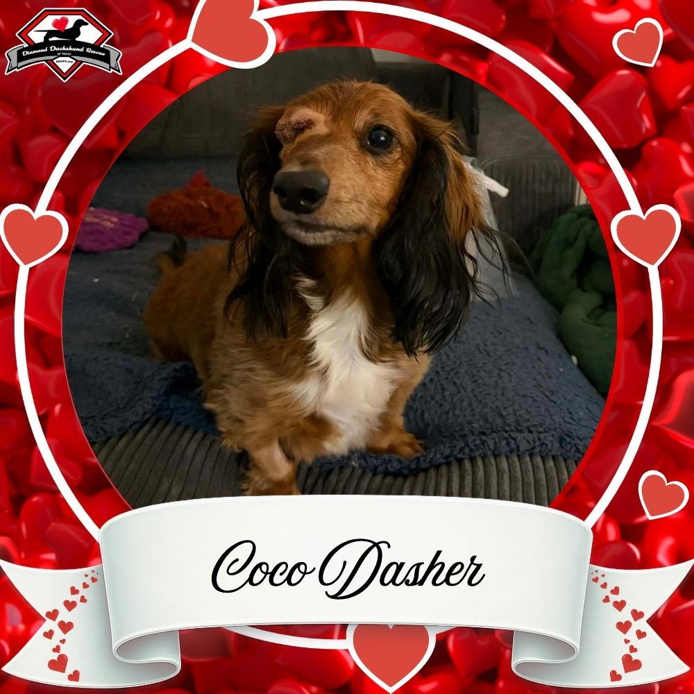 Enlarge Coco Dasher, a Adopted Dachshund in San Antonio, TX image 2/3