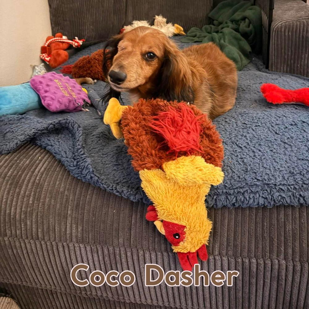 Enlarge Coco Dasher, a Adopted Dachshund in San Antonio, TX image 3/3