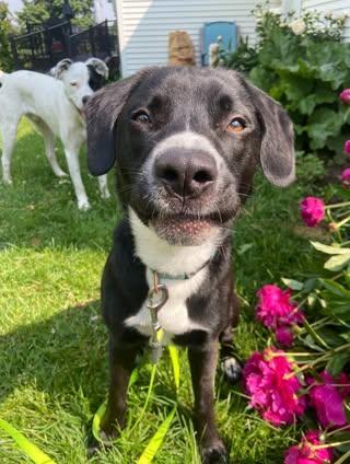 Morton, an adoptable American Staffordshire Terrier, Mixed Breed in Watertown, WI, 53094 | Photo Image 2