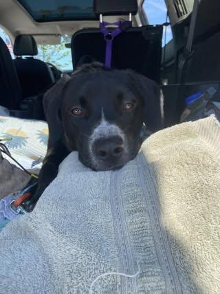 Morton, an adoptable Labrador Retriever, Mixed Breed in Watertown, WI, 53094 | Photo Image 5