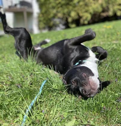 Morton, an adoptable Labrador Retriever, Mixed Breed in Watertown, WI, 53094 | Photo Image 4