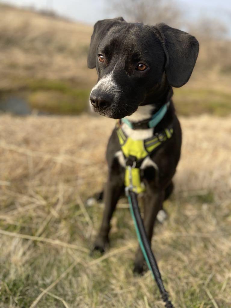 Morton, an adoptable Labrador Retriever, Mixed Breed in Watertown, WI, 53094 | Photo Image 2