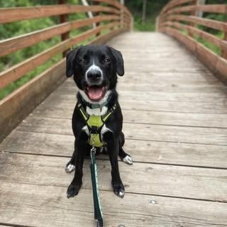 Morton, an adoptable Labrador Retriever, Mixed Breed in Watertown, WI, 53094 | Photo Image 1