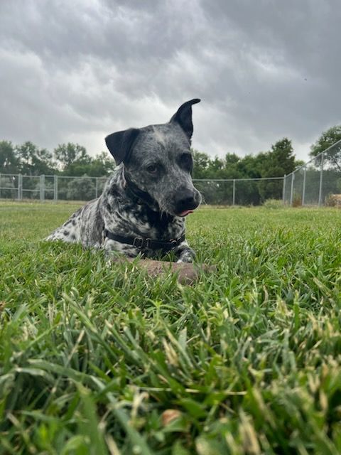 Lowla, a Adoptable mixed breed in Pueblo, CO image 5/5