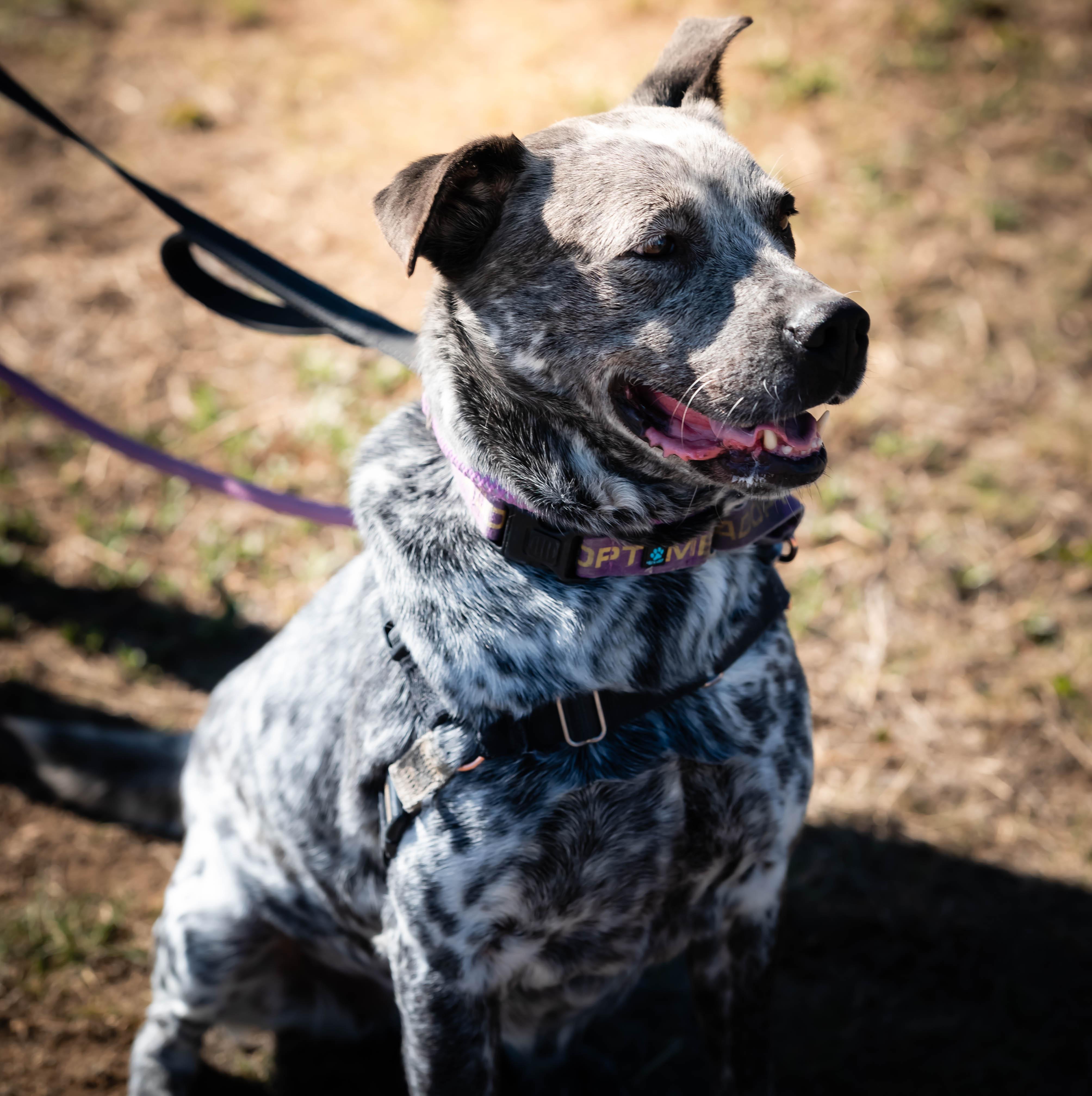 Lowla, Adult Female Australian Cattle Dog / Blue Heeler