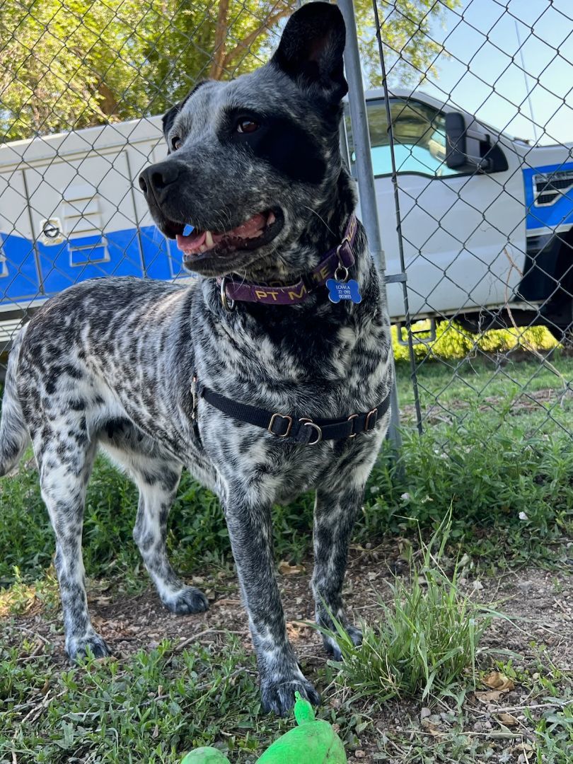 Lowla, a Adoptable mixed breed in Pueblo, CO image 2/5