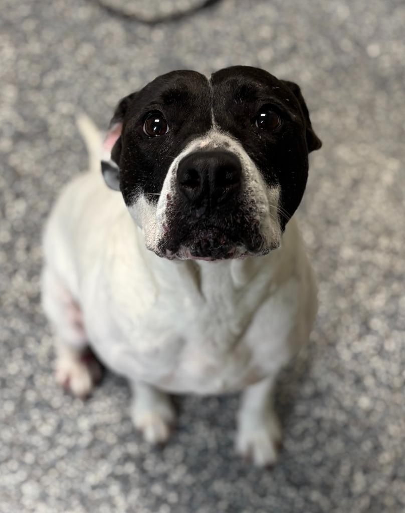 Sprinkles, Adoptable, Adult Female Pit Bull Terrier & Mixed Breed.