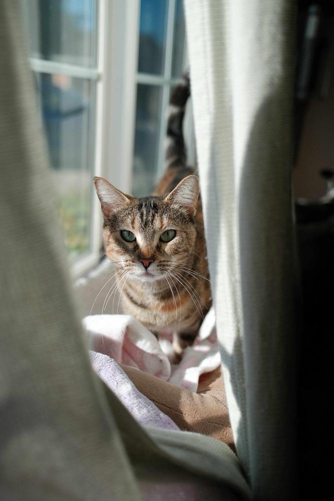 Enlarge Moana, a Adoptable mixed breed in Fremont, CA image 2/6