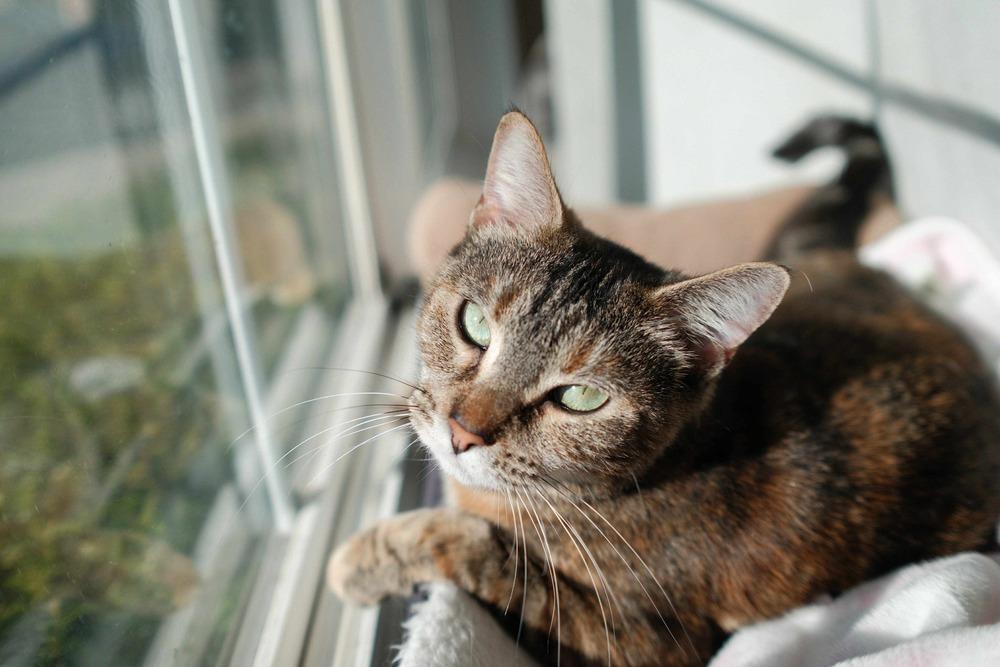 Enlarge Moana, a Adoptable mixed breed in Fremont, CA image 3/6