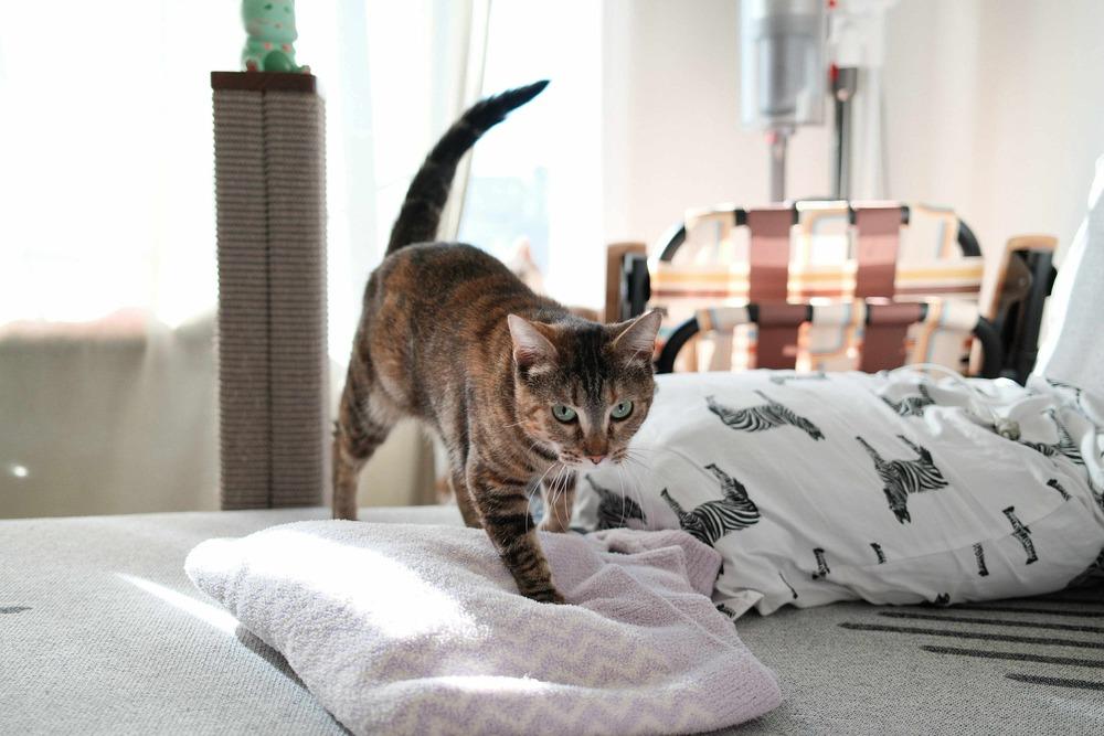 Enlarge Moana, a Adoptable mixed breed in Fremont, CA image 4/6