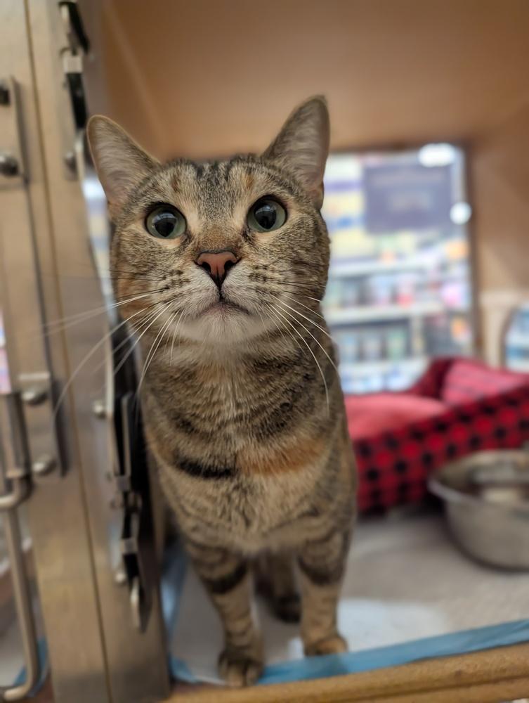 Enlarge Moana, a Adoptable mixed breed in Fremont, CA image 5/6