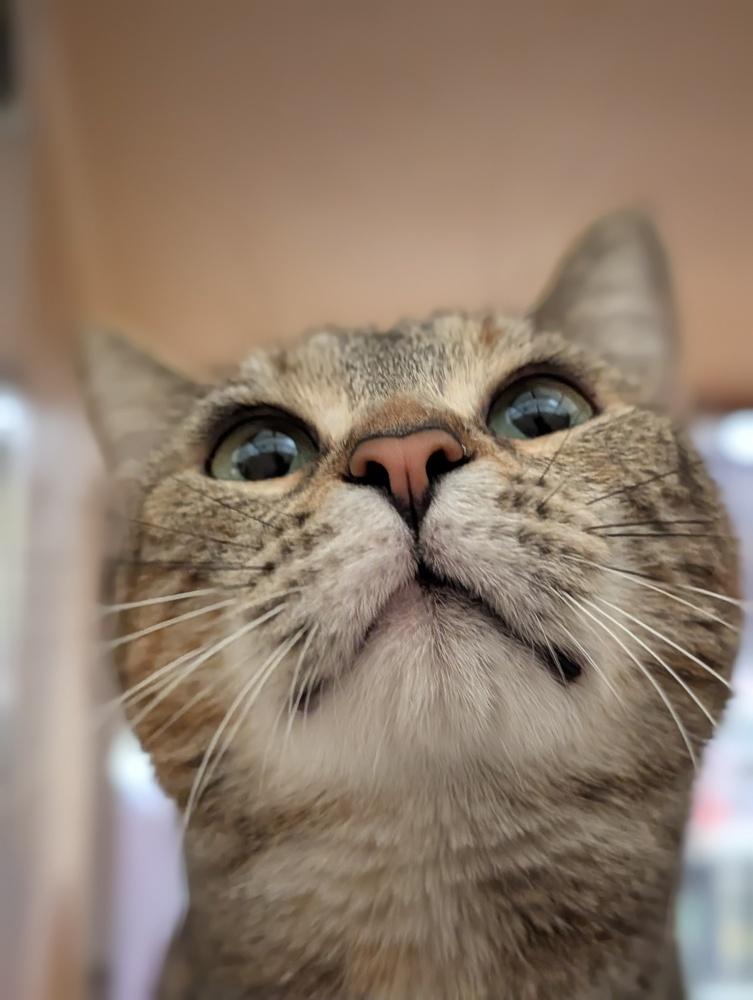 Enlarge Moana, a Adoptable mixed breed in Fremont, CA image 6/6