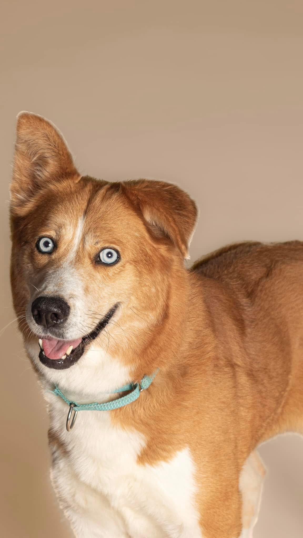 Herron, Adoptable, Young Female Husky.