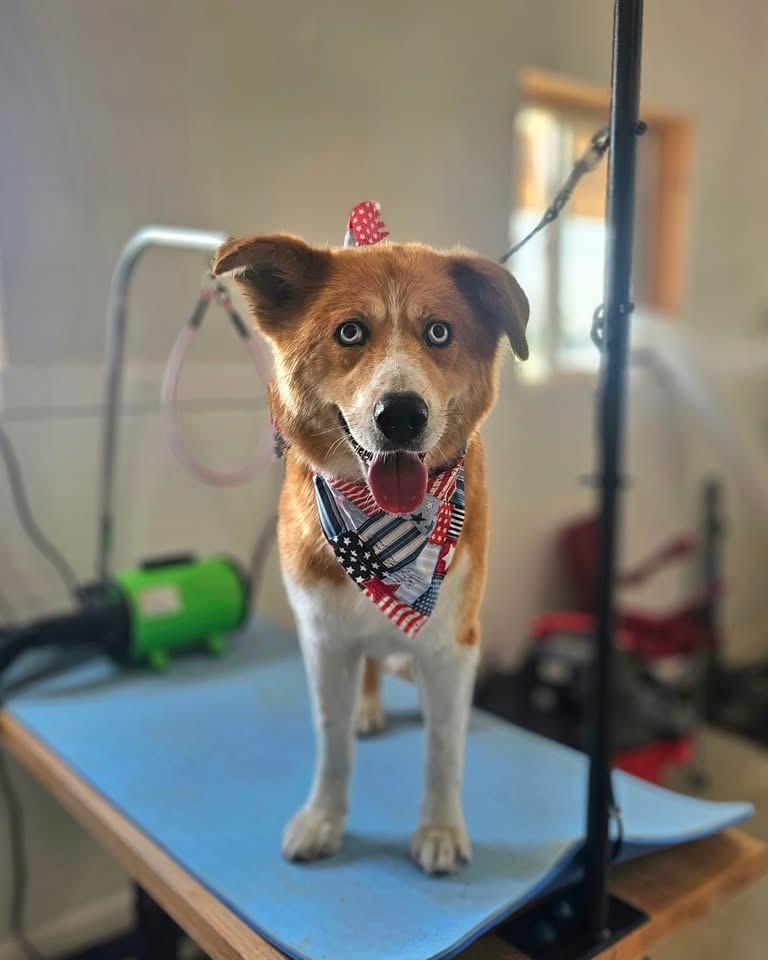 Enlarge Herron, a Adoptable mixed breed in Roachdale, IN image 2/3