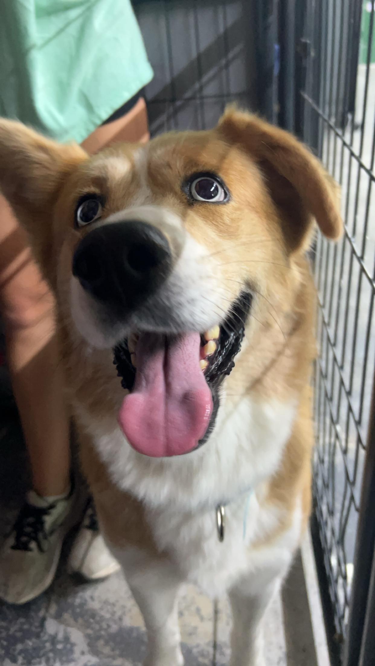 Enlarge Herron, a Adoptable mixed breed in Roachdale, IN image 3/3