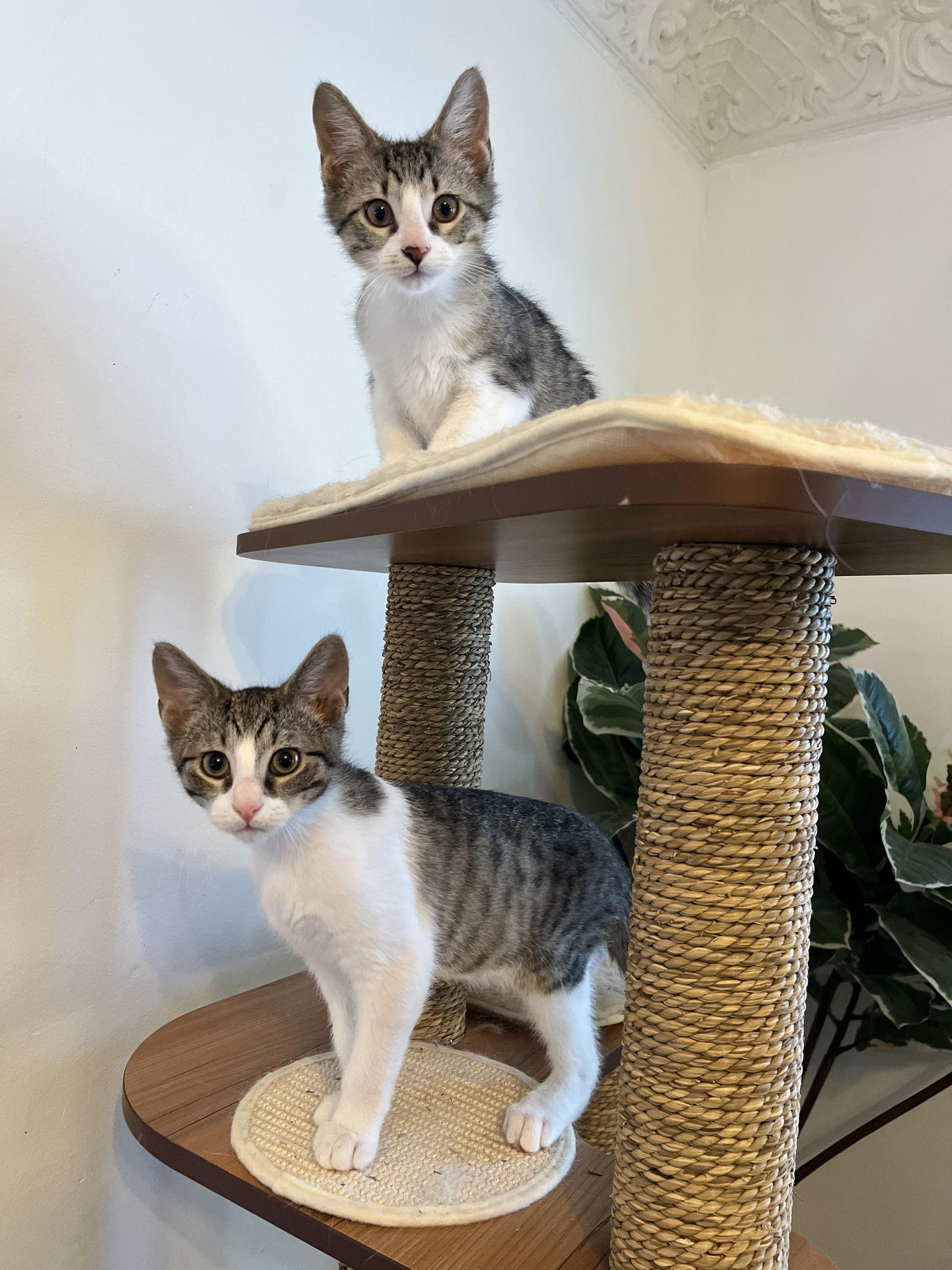 Barnacle & Turtle, Adoptable, Kitten Male Domestic Short Hair.