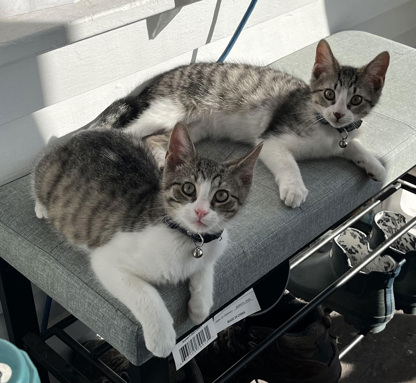 Enlarge Barnacle & Turtle, a Adoptable Domestic Short Hair in Crystal, MN image 2/3