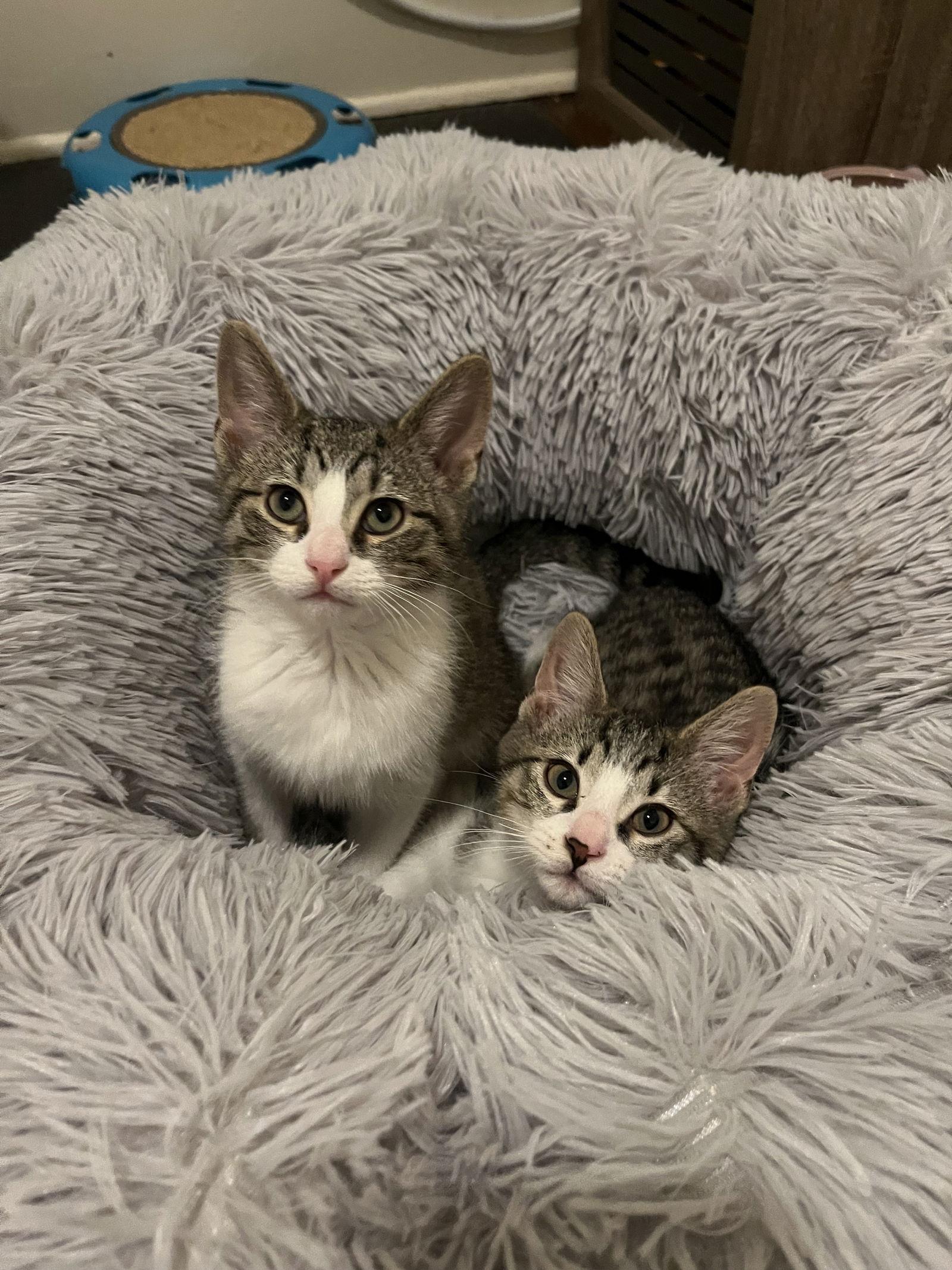 Enlarge Barnacle & Turtle, a Adoptable Domestic Short Hair in Crystal, MN image 3/3