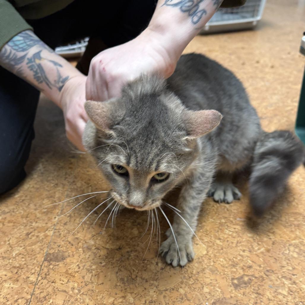 Chester, Adoptable, Adult Male Domestic Short Hair.
