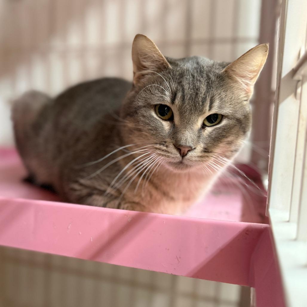 Enlarge Chester, a Adoptable Domestic Short Hair in Madison, WI image 2/2