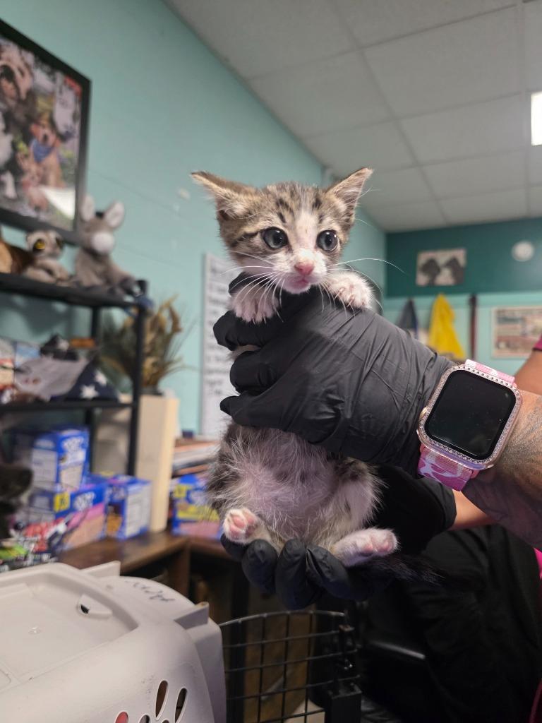 Rome, Adoptable, Kitten Male Domestic Short Hair.