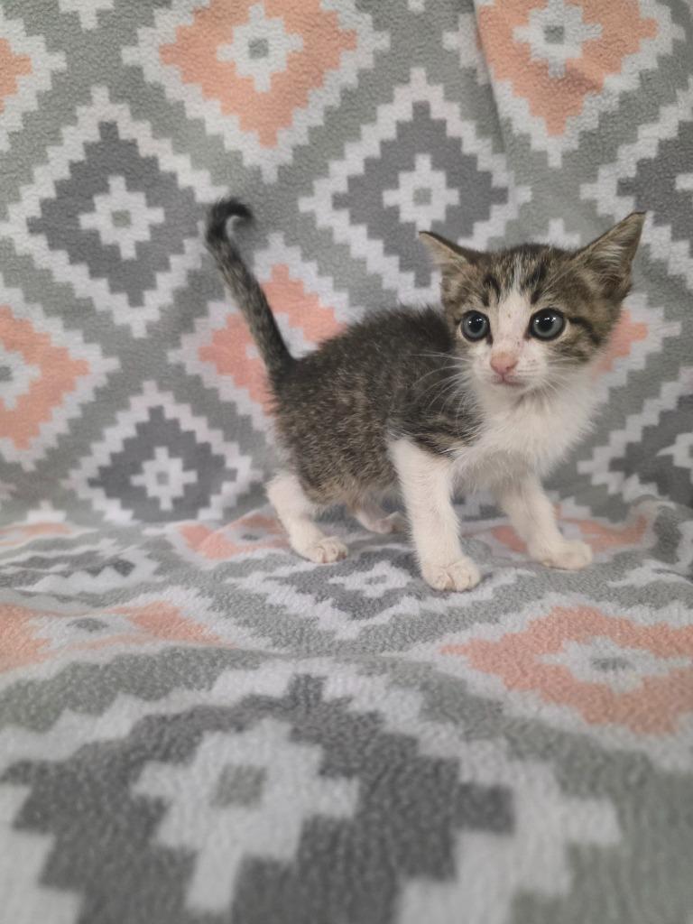 Enlarge Rome, a Adoptable mixed breed in Rockport, TX image 2/3